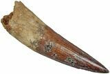 Fossil Spinosaurus Tooth - Real Dinosaur Tooth #233788-1